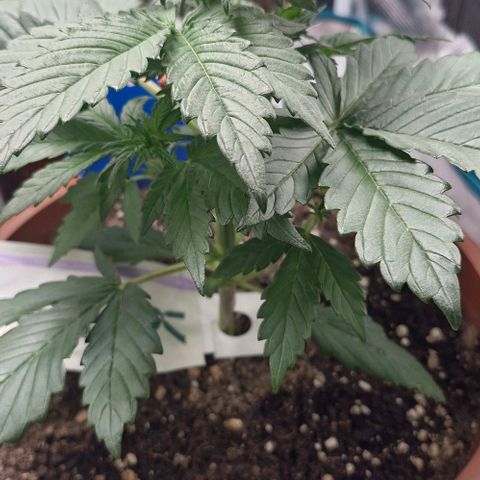 Banane Purple Punch Auto growlog photo: Beginn der Vorblüte - oder liege ich falsch? 
Kommt mir etwas früh vor 