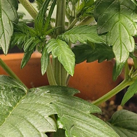 Lemon Cherry Cookies Auto growlog photo: Vorblüte ? Kommt mir etwas früh vor 