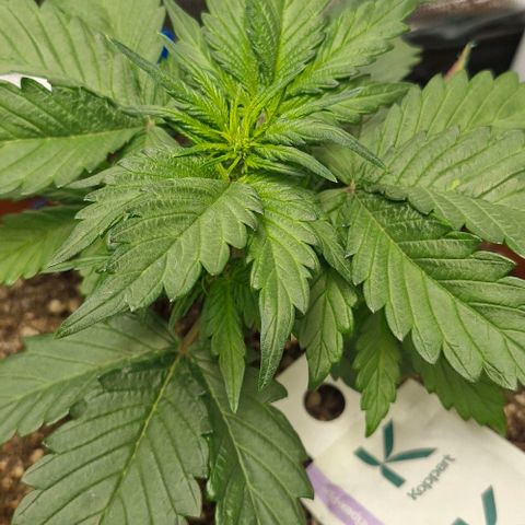 Lemon Cherry Cookies Auto growlog photo: Vorblüte ? Kommt mir etwas früh vor 
