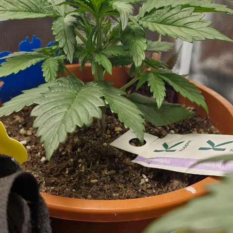 Lemon Cherry Cookies Auto growlog photo: Vorblüte ? Kommt mir etwas früh vor 