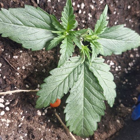 Gorilla Cookies Auto growlog timeline photo