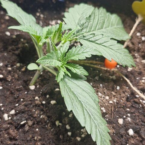 Gorilla Cookies Auto growlog timeline photo