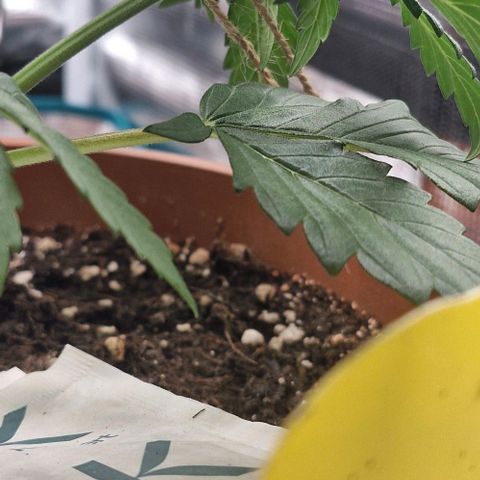 Banane Purple Punch Auto growlog photo: LST + Schnitt