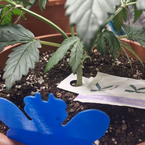 Banane Purple Punch Auto growlog photo: LST + Schnitt
