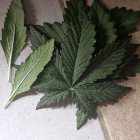 Banane Purple Punch Auto growlog photo: LST + Schnitt