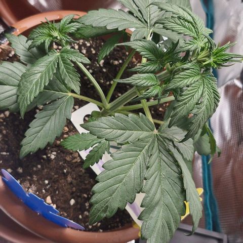 Banane Purple Punch Auto growlog photo: LST + Schnitt