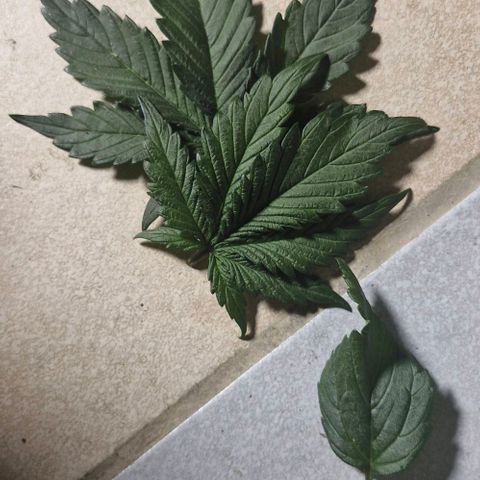 Lemon Cherry Cookies Auto growlog timeline photo