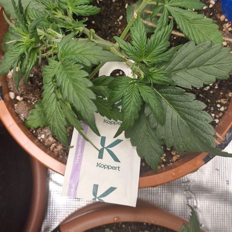 Lemon Cherry Cookies Auto growlog timeline photo