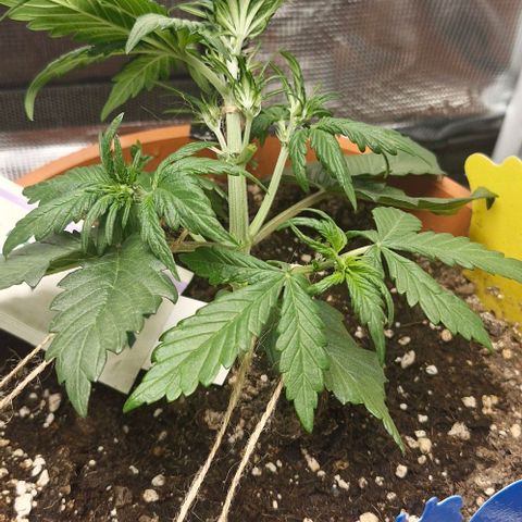 Lemon Cherry Cookies Auto growlog timeline photo