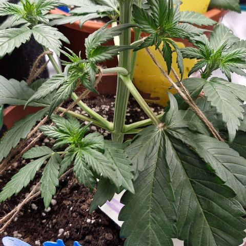 Banane Purple Punch Auto growlog timeline photo
