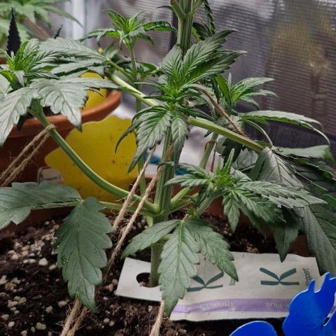 Banane Purple Punch Auto growlog timeline photo