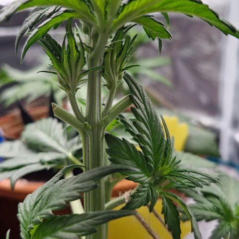 Banane Purple Punch Auto growlog timeline photo