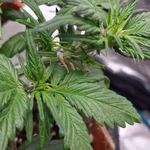Lemon Cherry Cookies Auto growlog timeline photo