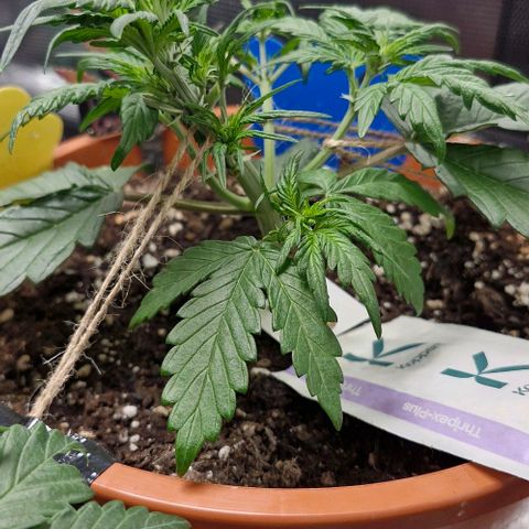 Lemon Cherry Cookies Auto growlog timeline photo
