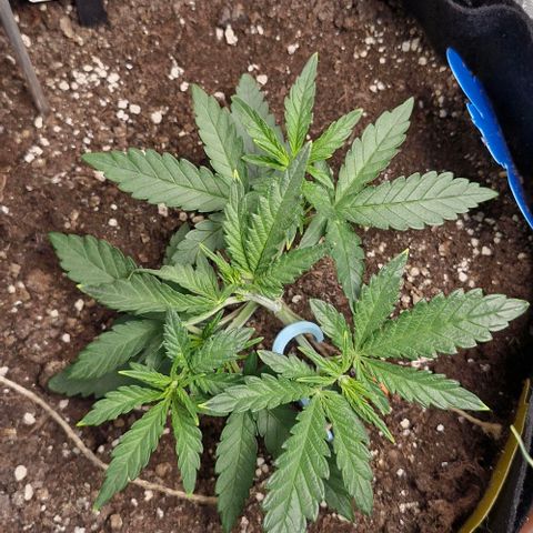 Gorilla Cookies Auto growlog timeline photo