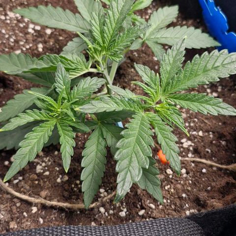 Gorilla Cookies Auto growlog timeline photo