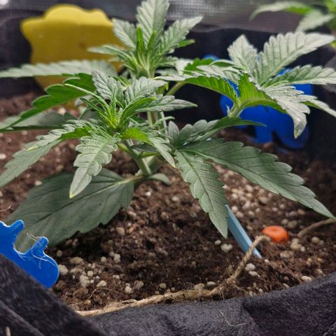 Gorilla Cookies Auto growlog timeline photo