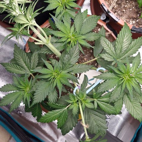 Banane Purple Punch Auto growlog timeline photo