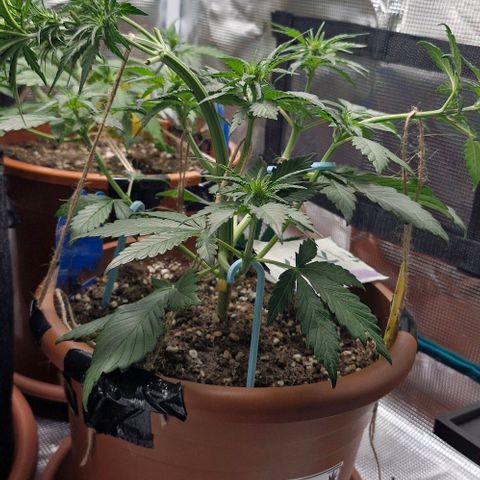 Banane Purple Punch Auto growlog timeline photo