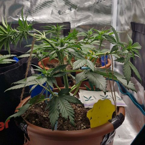 Banane Purple Punch Auto growlog timeline photo