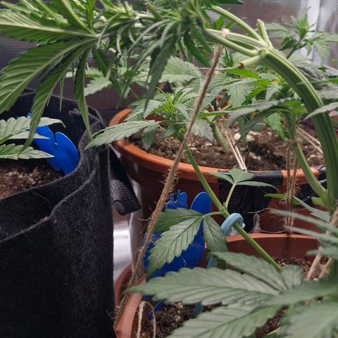 Banane Purple Punch Auto growlog timeline photo