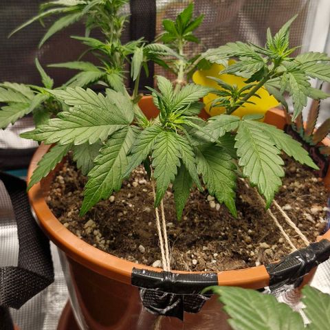 Lemon Cherry Cookies Auto growlog timeline photo