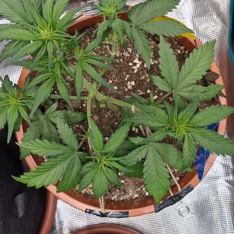 Lemon Cherry Cookies Auto growlog timeline photo