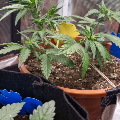 Lemon Cherry Cookies Auto growlog timeline photo