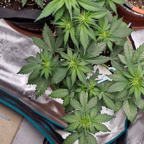 Banane Purple Punch Auto growlog timeline photo