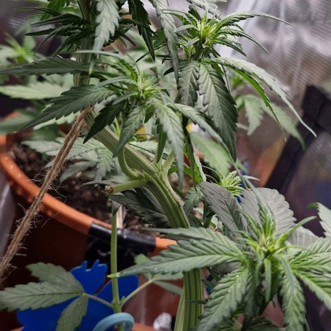 Banane Purple Punch Auto growlog timeline photo