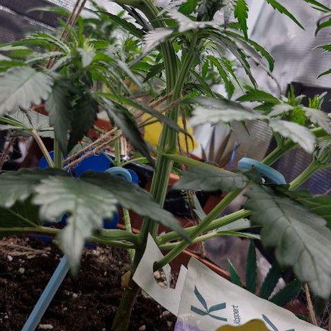 Banane Purple Punch Auto growlog timeline photo