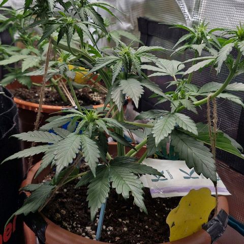 Banane Purple Punch Auto growlog timeline photo