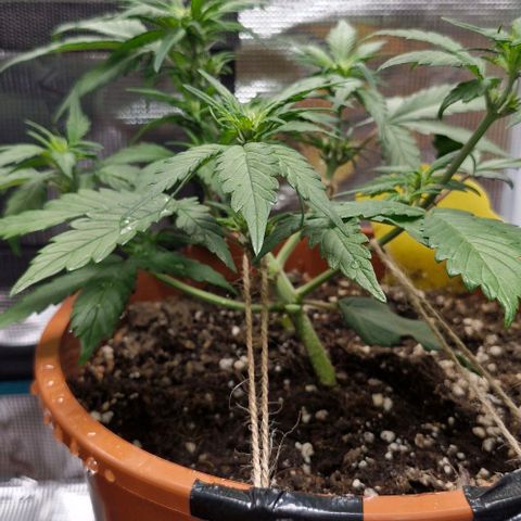 Lemon Cherry Cookies Auto growlog timeline photo