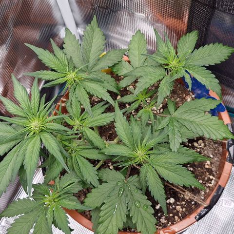 Lemon Cherry Cookies Auto growlog timeline photo