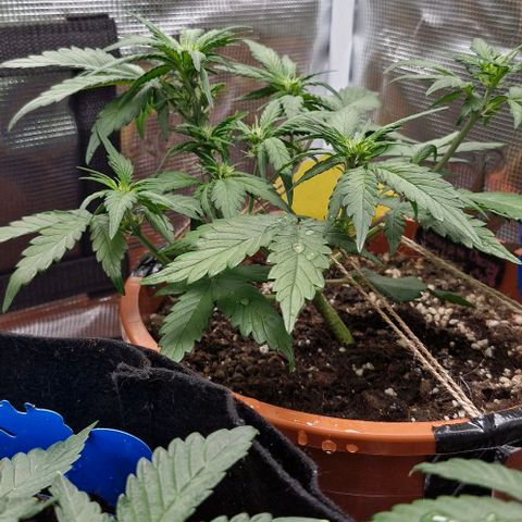 Lemon Cherry Cookies Auto growlog timeline photo