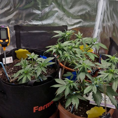 Gorilla Cookies Auto growlog timeline photo
