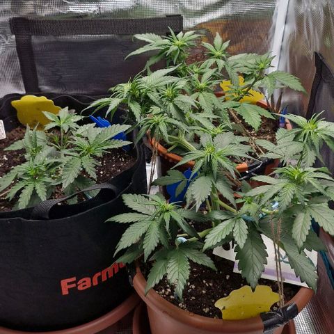 Banane Purple Punch Auto growlog timeline photo