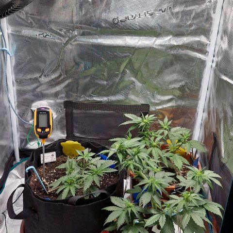 Lemon Cherry Cookies Auto growlog timeline photo