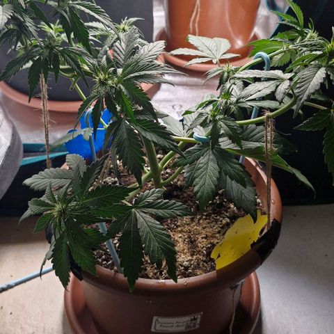 Banane Purple Punch Auto growlog timeline photo
