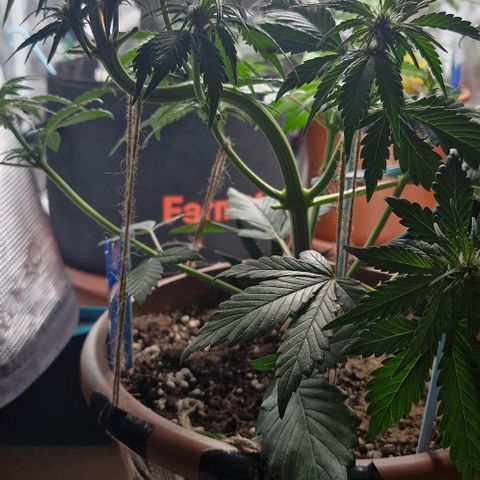 Banane Purple Punch Auto growlog timeline photo
