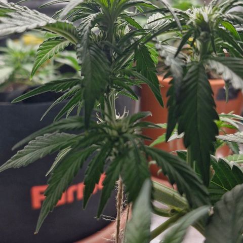 Banane Purple Punch Auto growlog timeline photo