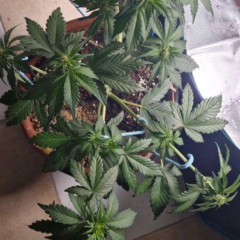 Banane Purple Punch Auto growlog timeline photo