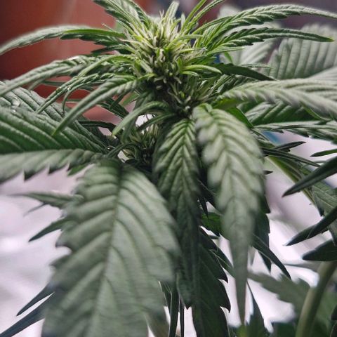 Banane Purple Punch Auto growlog timeline photo