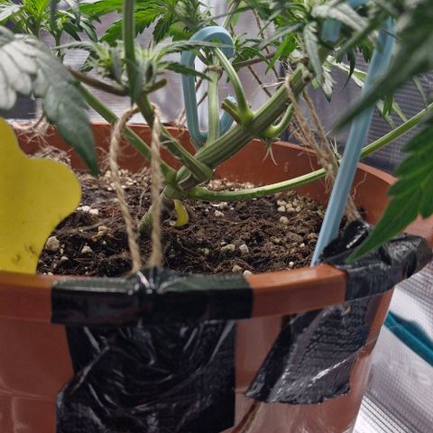 Lemon Cherry Cookies Auto growlog timeline photo