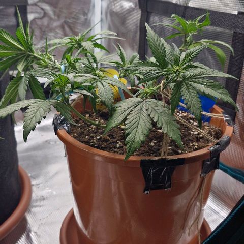 Lemon Cherry Cookies Auto growlog timeline photo