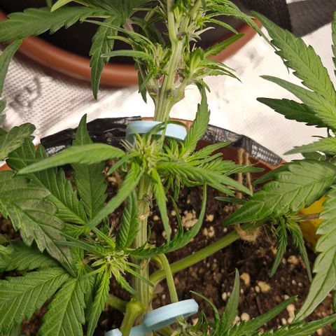 Lemon Cherry Cookies Auto growlog timeline photo
