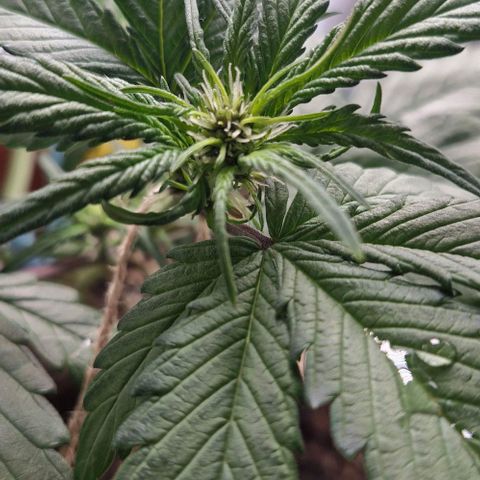 Lemon Cherry Cookies Auto growlog timeline photo