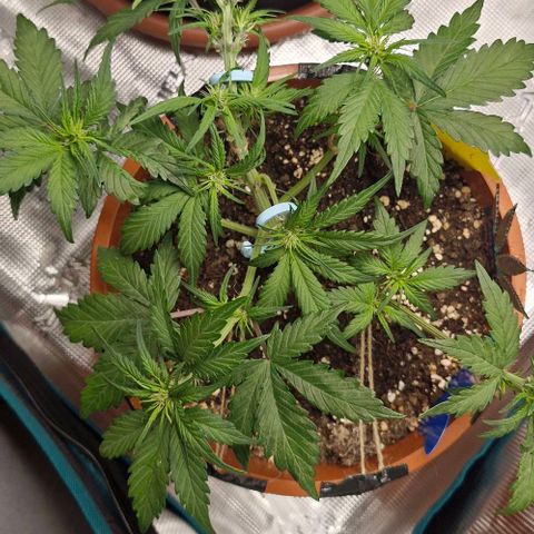 Lemon Cherry Cookies Auto growlog timeline photo