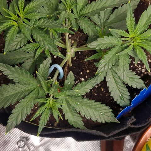 Gorilla Cookies Auto growlog timeline photo