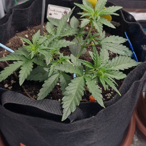 Gorilla Cookies Auto growlog timeline photo